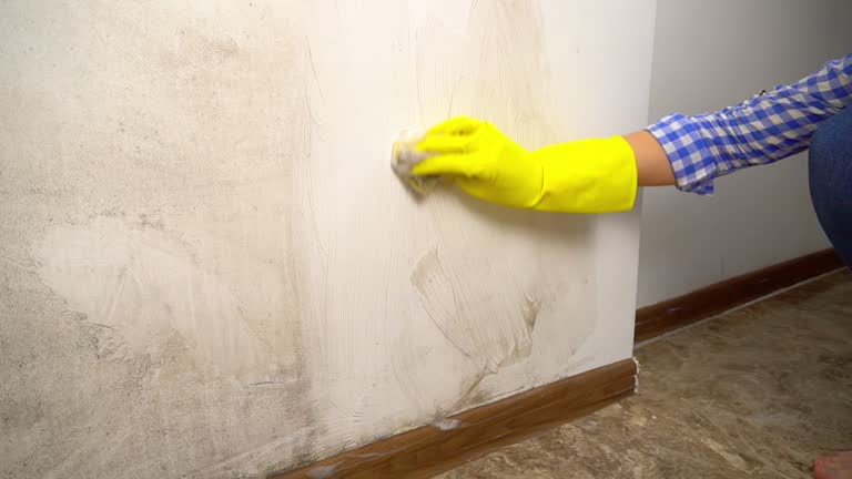 Best Mold Odor Removal Services  in Saegertown, PA