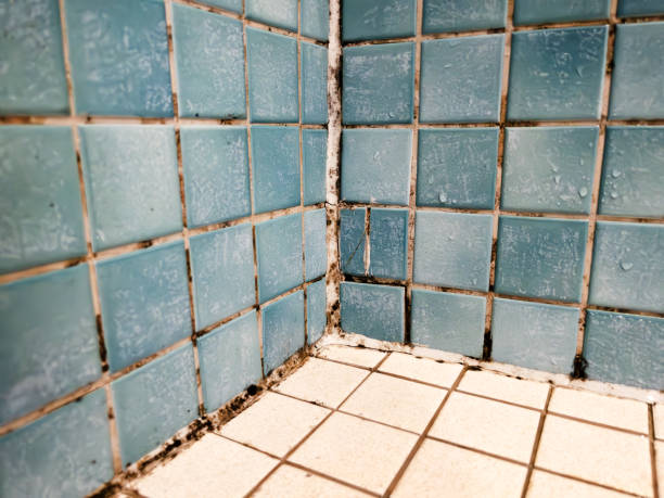 Mold Documentation for Insurance Claims in Saegertown, PA
