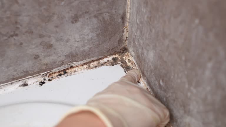 Best Mold Documentation for Insurance Claims  in Saegertown, PA