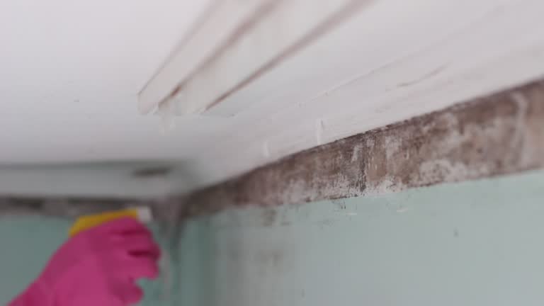 Mold Odor Removal Services in Saegertown, PA